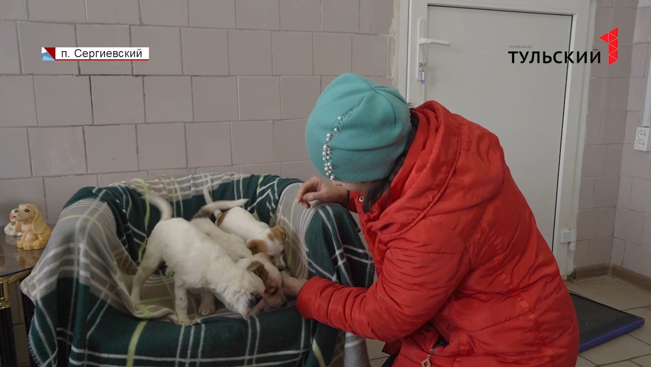 В приюте под Тулой новых хозяев ждут около 100 брошенных собак
