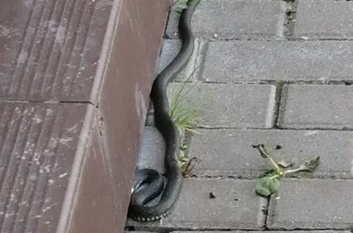 В центре Тулы жители заметили змею