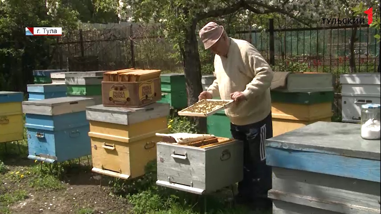 Из-за холодов и гибели пчел туляки остались без майского меда