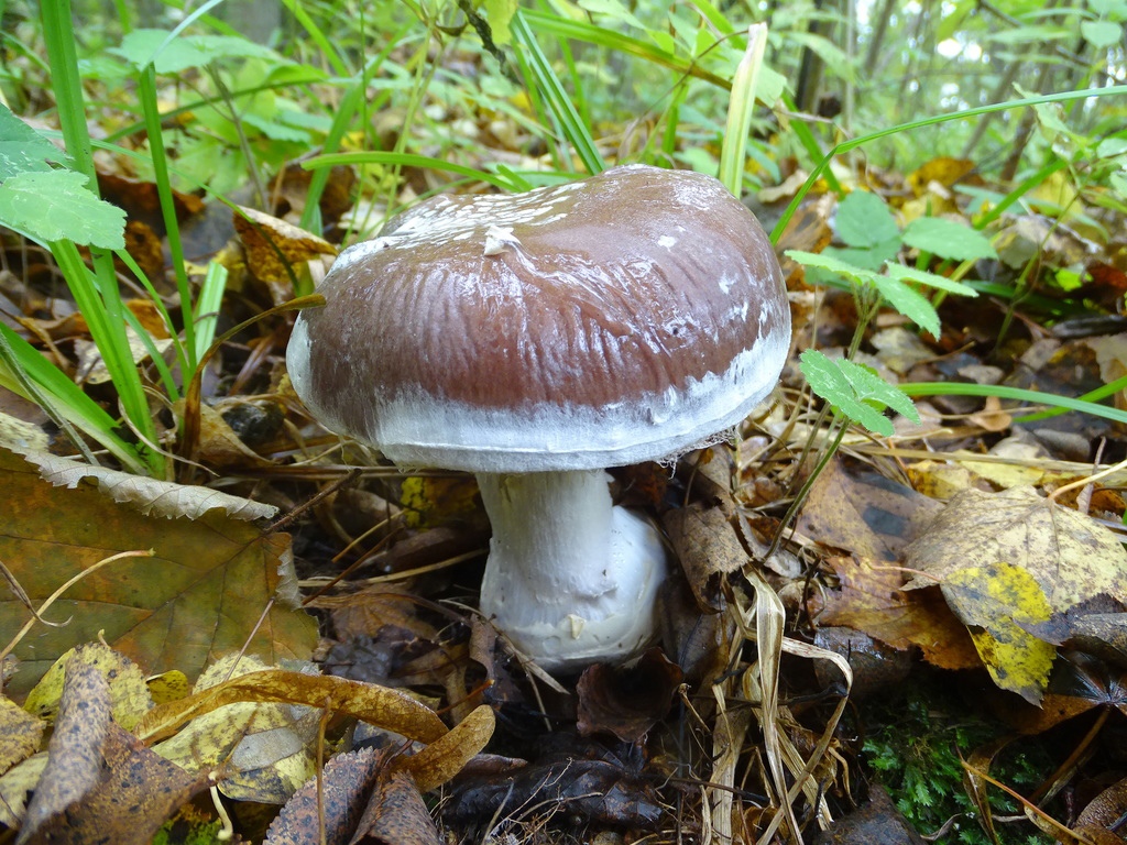 В Туле ученые нашли редкие грибы практически в черте города