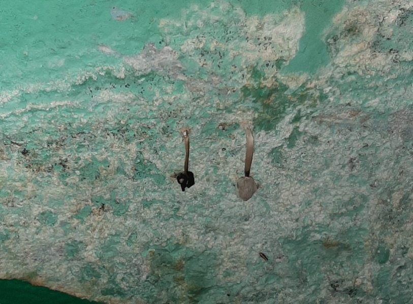 В подъезде тульской многоэтажки на стенах выросли грибы