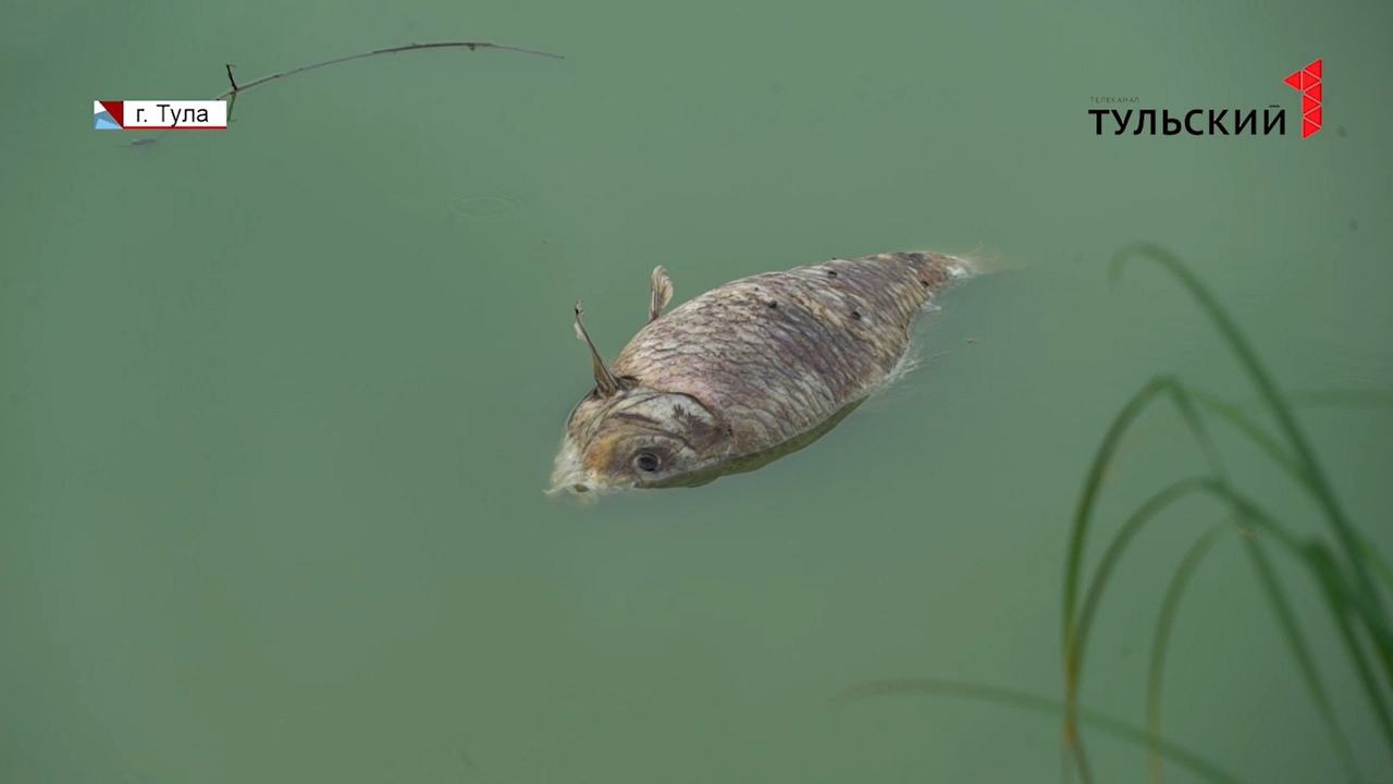 Природа или человеческий фактор: в водоемах Тульской области массово погибает рыба