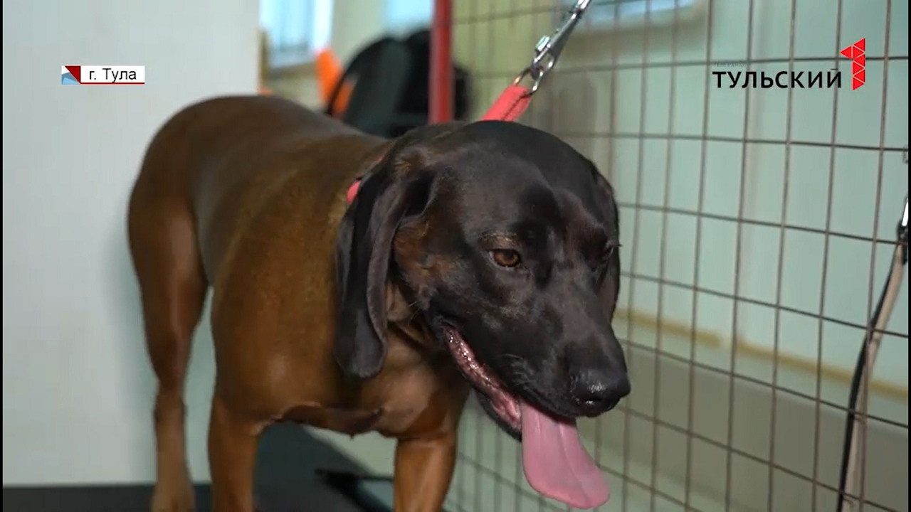 Собака из Тулы поборется за звание Интерчемпиона на международной выставке