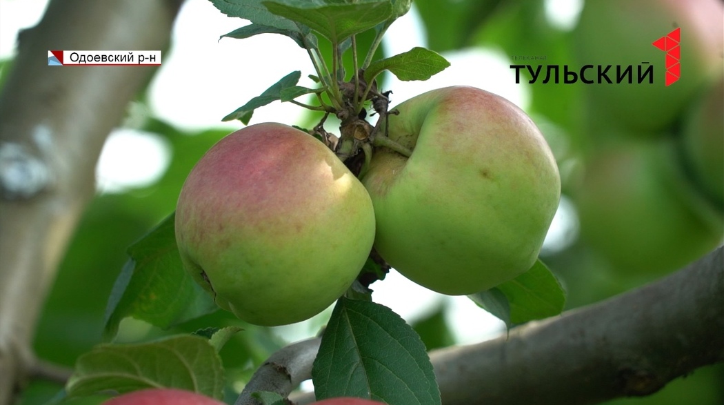 В Тульской области появится 300 гектаров яблоневых и грушевых садов