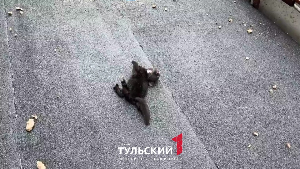 В Ясногорске два котенка упали с балкона многоэтажки