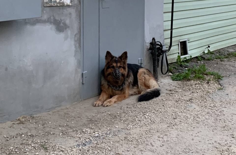 В Новомосковске хозяева бросили собаку у входной двери подъезда: видео