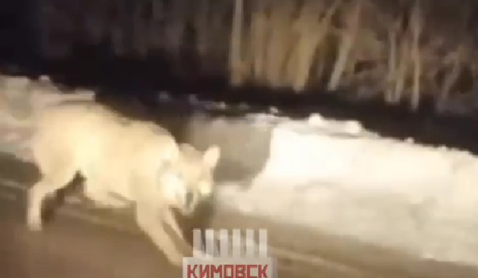 На дороге в Тульской области заметили волка