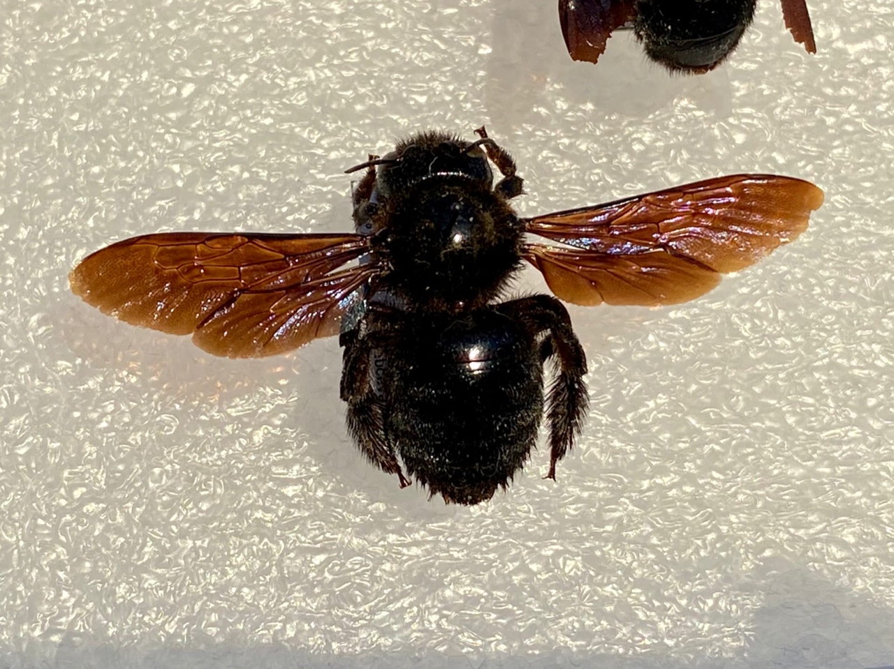 Пчелиное спасение: в Киреевске переселили уникальных пчел-плотников
