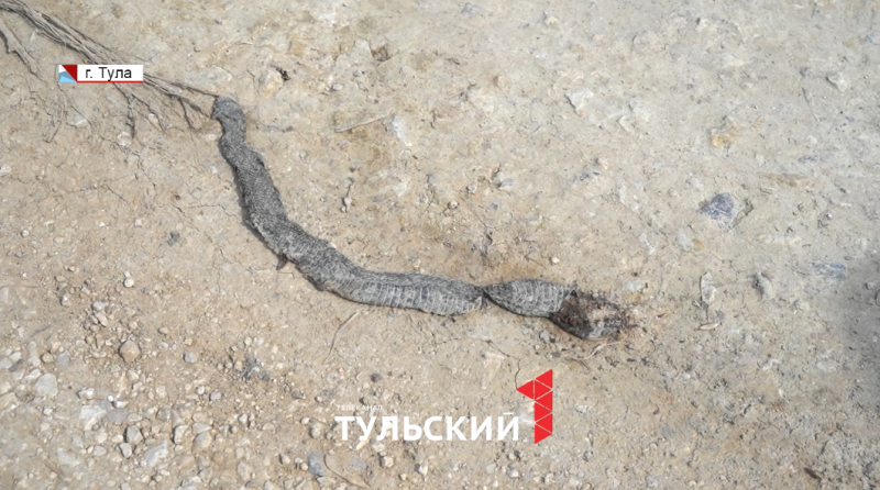 В Тульской области проснулись гадюки: как защитить себя от укусов змеи