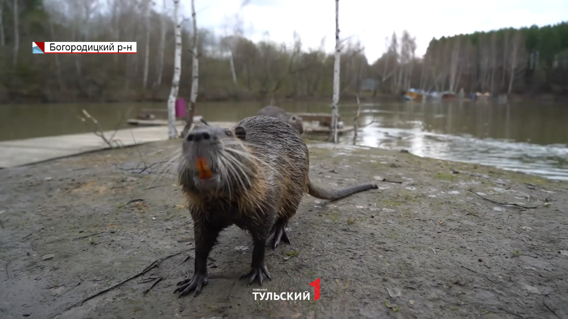 Зона отдыха Нутриевая ферма в Тульской области, лучше чем Велегож и Кондуки. - Y