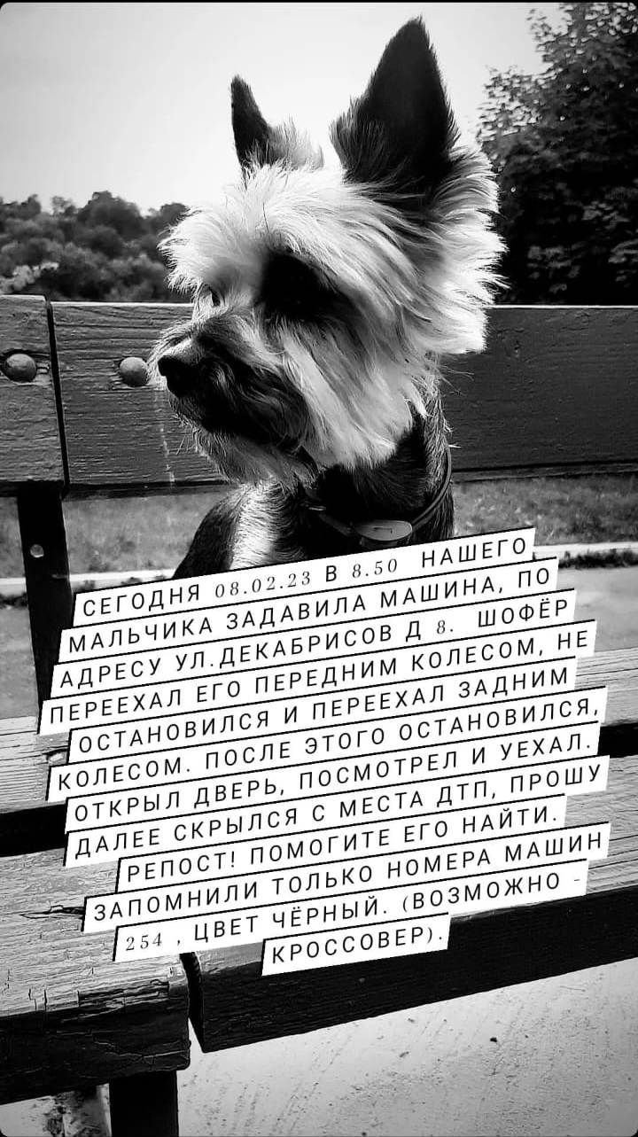 В Туле водитель задавил домашнюю собаку на глазах хозяйки - Новости Тулы и  области - 1tulatv