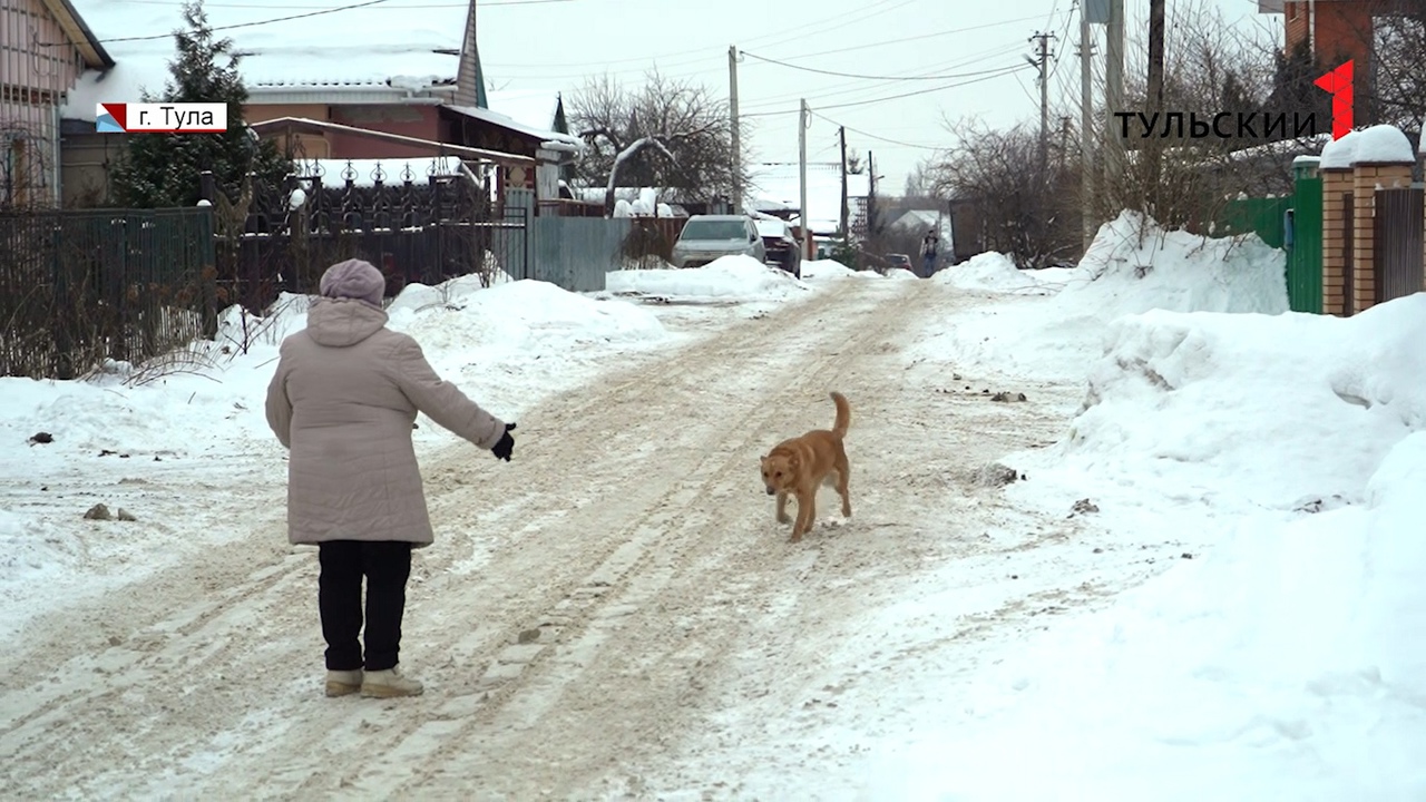 Под Тулой повторяется история знаменитого пса Хатико - Новости Тулы и  области - 1tulatv