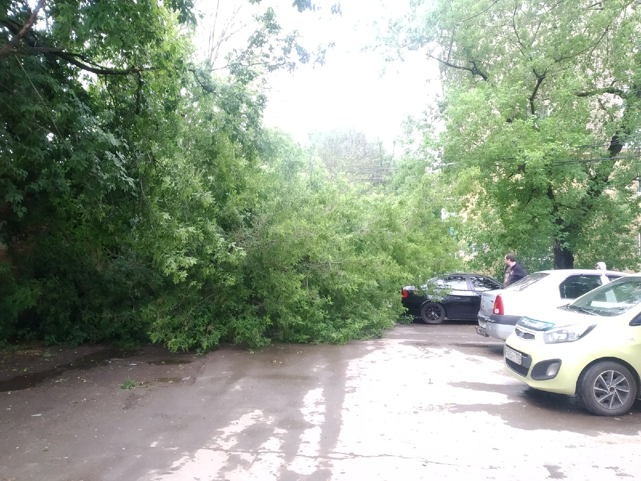 В Туле на проспекте Ленина дерево упало рядом с парковкой - Новости Тулы и  области - 1tulatv