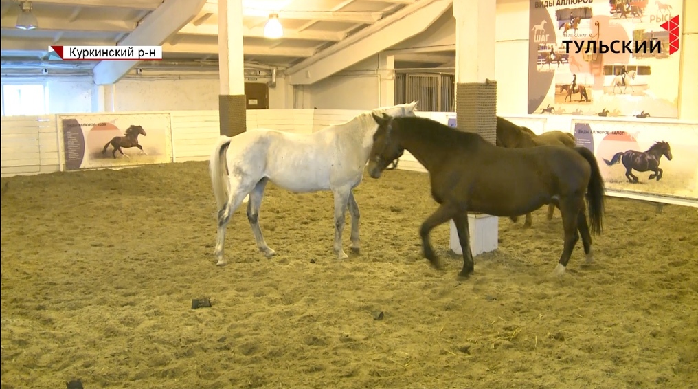 Как конный двор Куликова поля превратили в музейное пространство - Новости  Тулы и области - 1tulatv