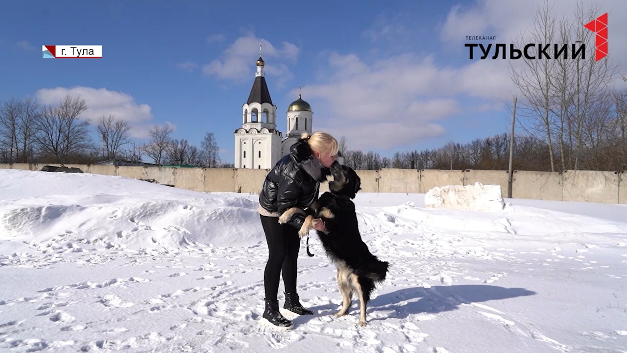 Без хозяина. Помощь собакам Тула. Реку пес и деньга.