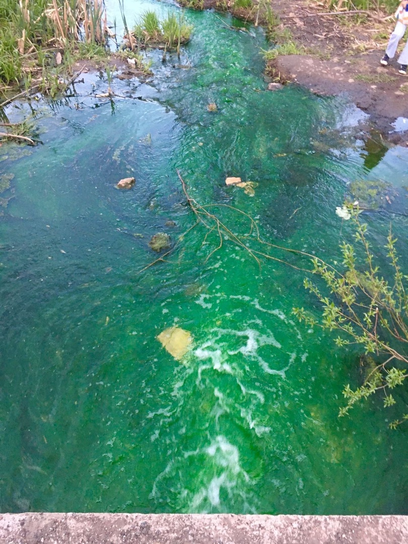 Почему тульские водоемы зеленеют: в причинах разбираются экологи - Новости  Тулы и области - 1tulatv