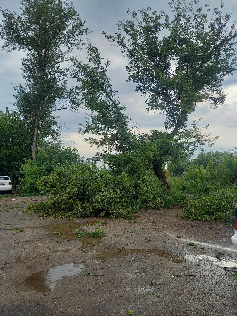 В Тульской области сильный ветер поломал деревья и снес беседку - Новости  Тулы и области - 1tulatv