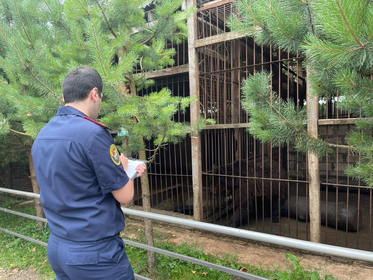 В Алексине медведь напал на маму с 3-летней дочкой | 26.07.2023 | Тула -  БезФормата