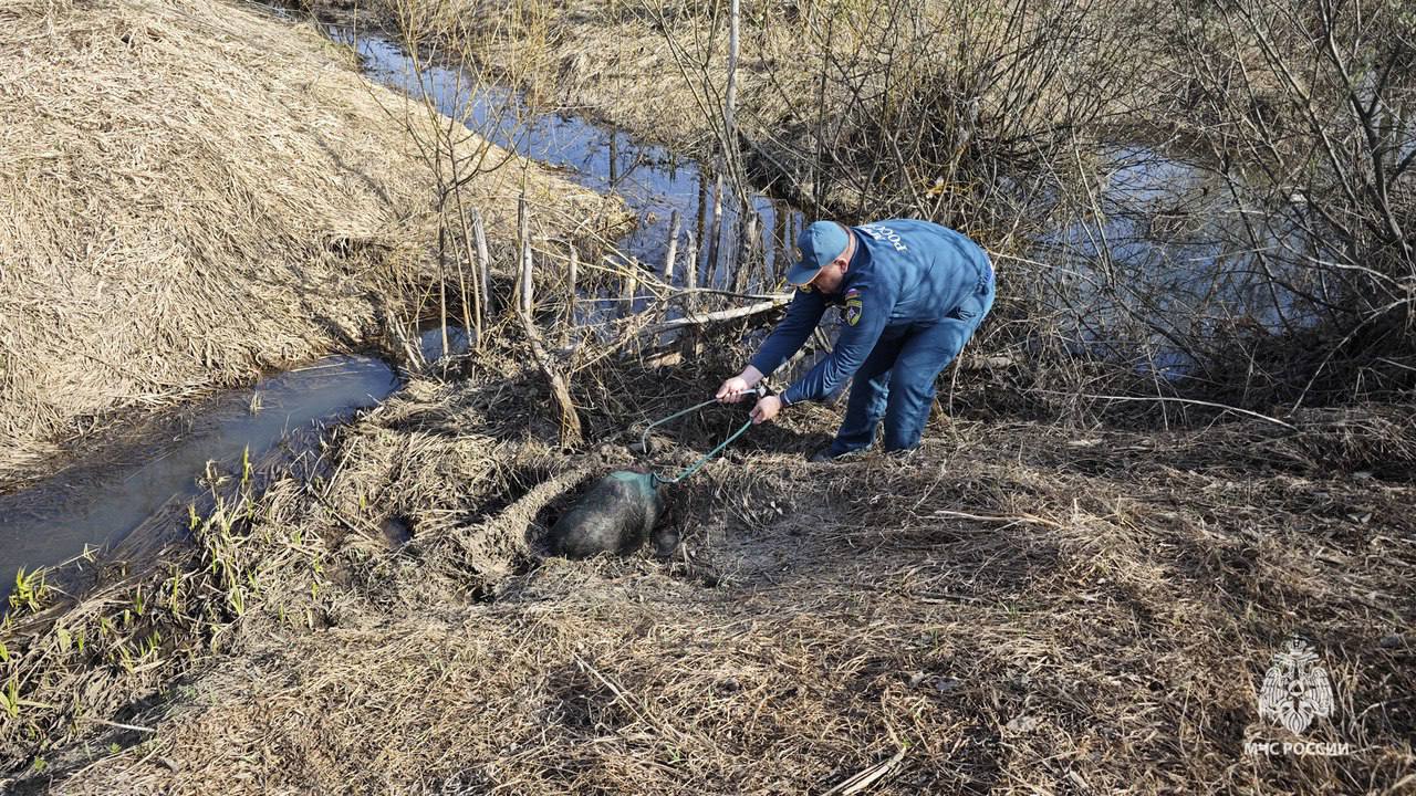 В Дубне бобер забрался во двор частного дома и напал на собаку - Новости  Тулы и области - 1tulatv