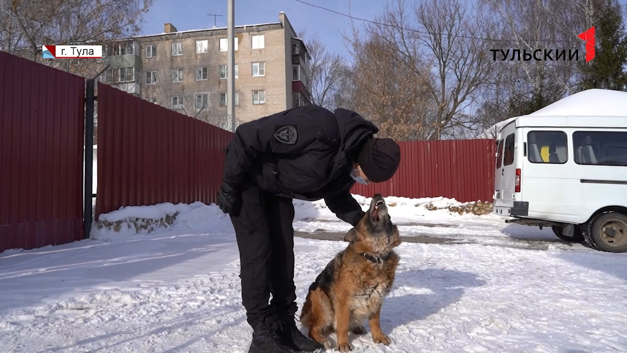 Туляки боятся выходить во двор из-за соседских собак: как повлиять на  нерадивых хозяев - Новости Тулы и области - 1tulatv