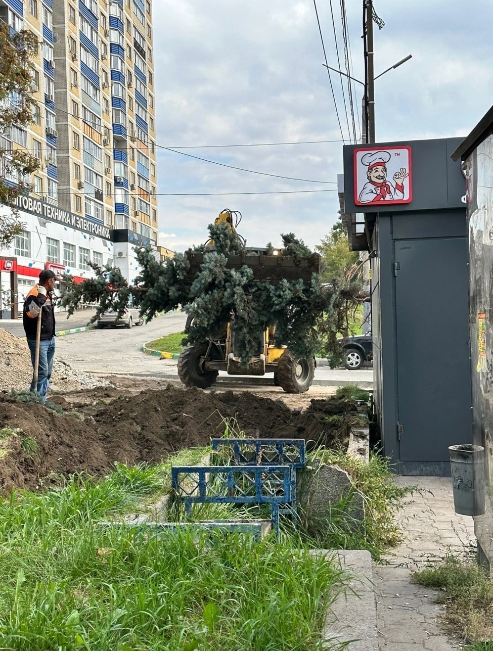 В администрации прокомментировали вырубку голубых елей в Туле | 18.09.2023  | Тула - БезФормата