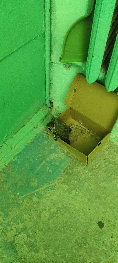 В Новомосковске кто-то подкинул в подъезд многоквартирного дома двух ...