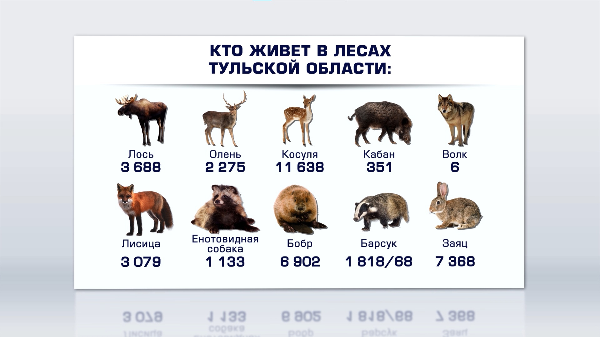 От зайцев до волков: стало известно, кто живет в тульских лесах - Новости  Тулы и области - 1tulatv