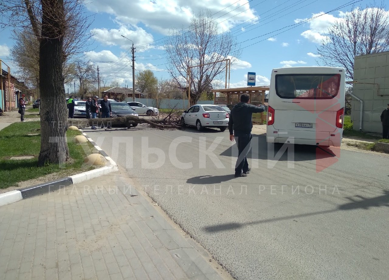 На улице Карла Маркса в Туле упавшее дерево перегородило дорогу - Новости  Тулы и области - 1tulatv