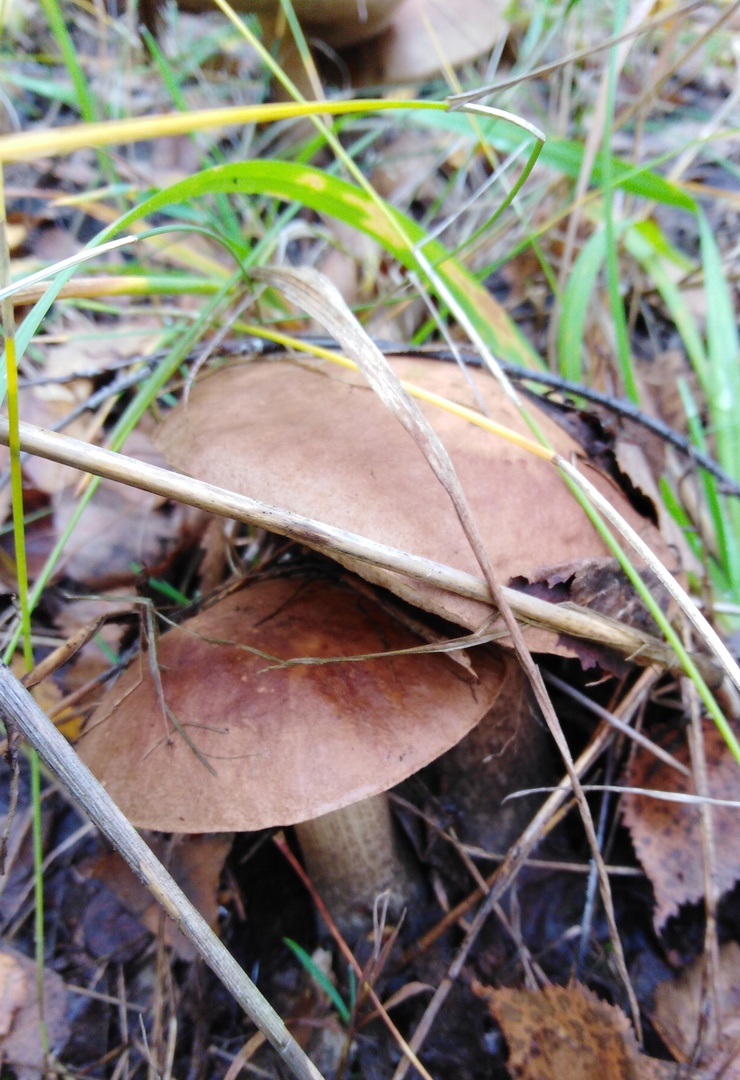 грибы в тульской области фото с названиями