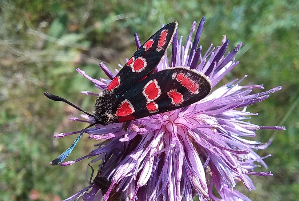 В Тульской области заметили вымирающую бабочку с необычной расцветкой