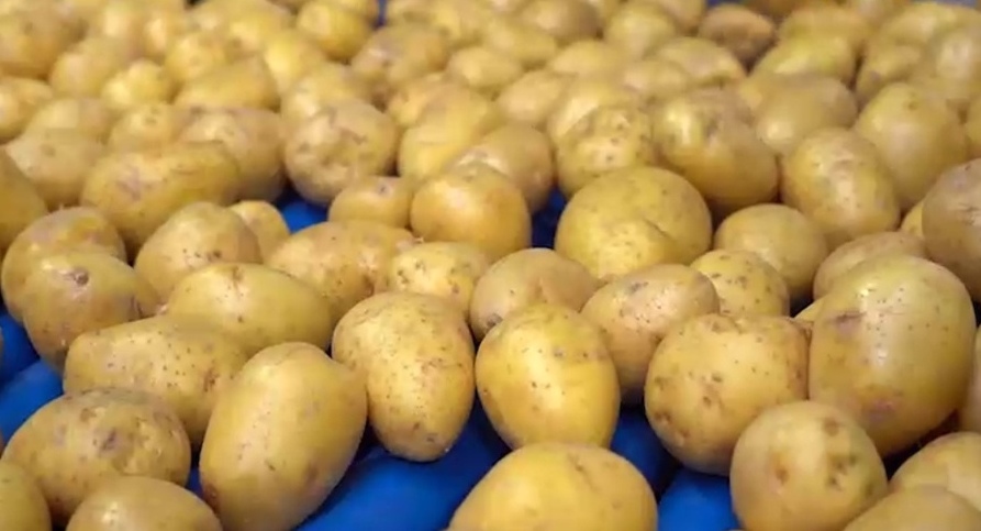 Тульская область заняла 2 место в стране по сбору картофеля