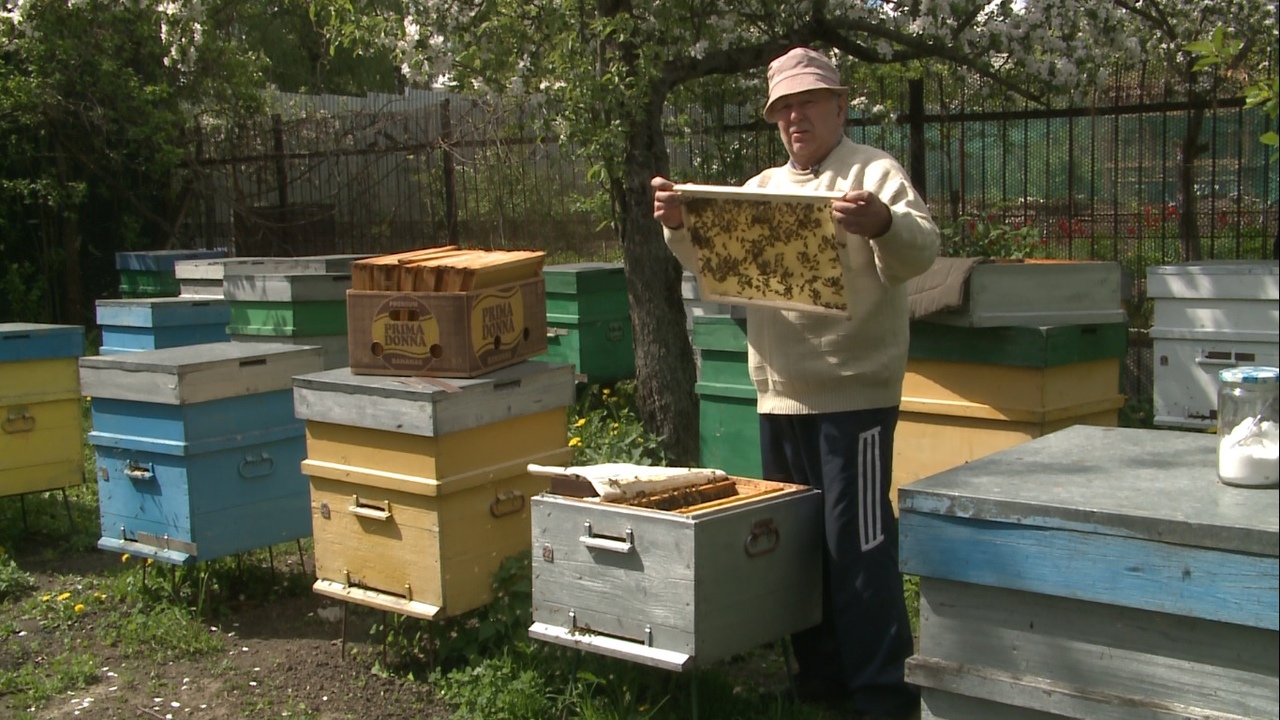 Из-за холода и массовой гибели пчел Тульская область в мае осталась без местного меда