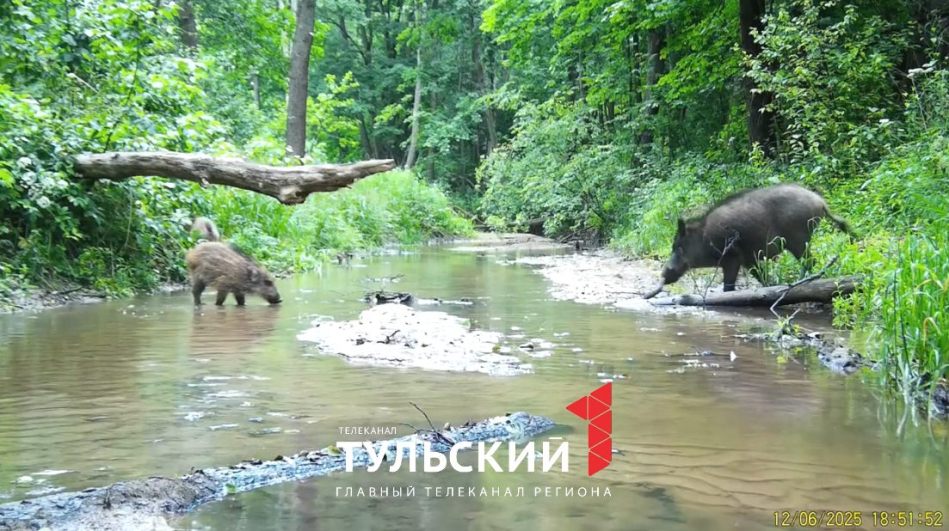 На водопое на границе Тульской области заметили кабанят, енотовидных собак и лося