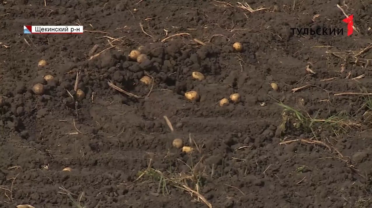В Киреевске двое мужчин украли с полей 160 килограммов картошки