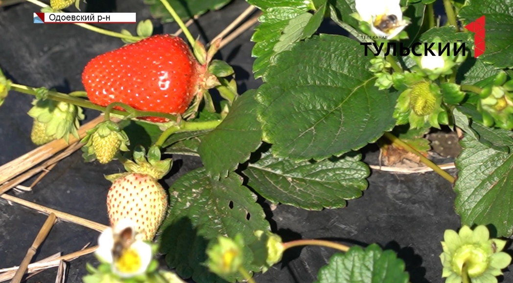 Туляк требует с соседа 1 620 000 рублей за самовольное выращивание на его земле ягод