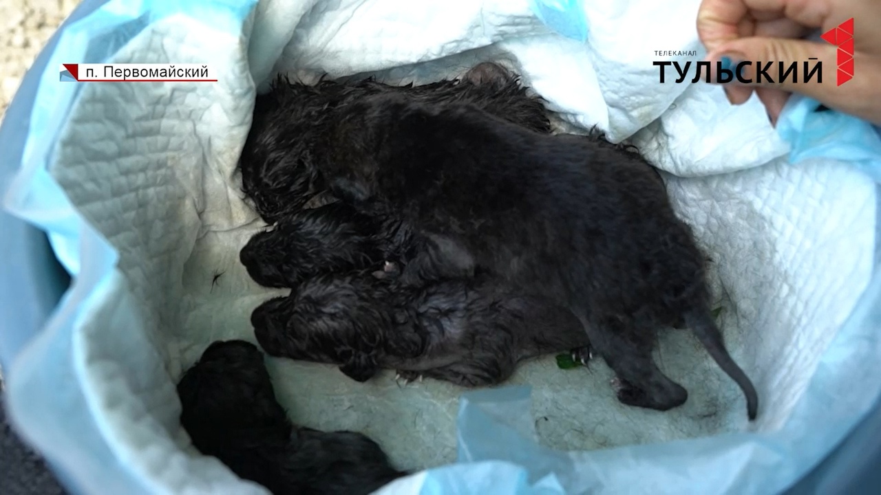 В Туле новорожденных щенков выкинули на свалку: 8 малышей ищут новую семью