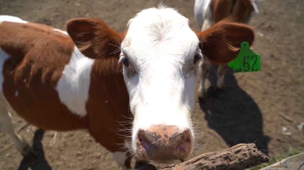 В Тульской области стартовал первый покос луговых трав: фермеры запасают корма для животных