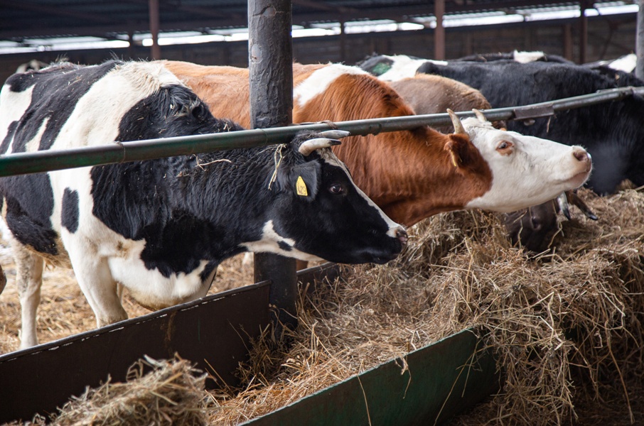 В Тульской области поддержат производителей мясной продукции, овощей и молока