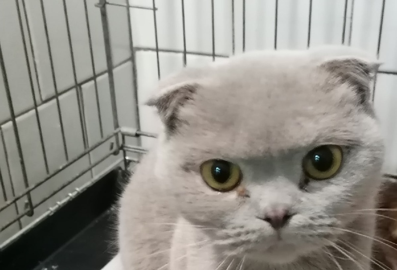 «Любимец» просит туляков помочь спасти больных породистых кошек, подлежащих эвтаназии
