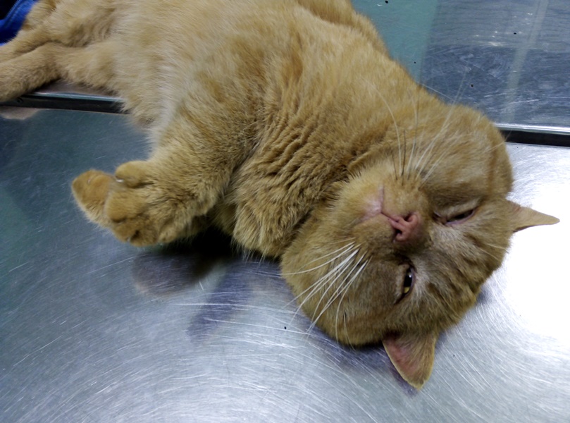 Такие щеки пропадают: в Туле ищет дом бесплатный кот-антистресс