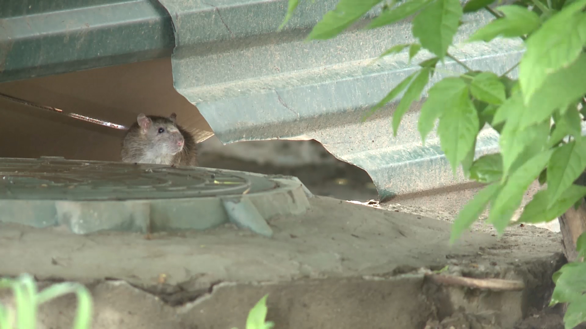 Жители пятиэтажки в центре Тулы жалуются на нашествие крыс