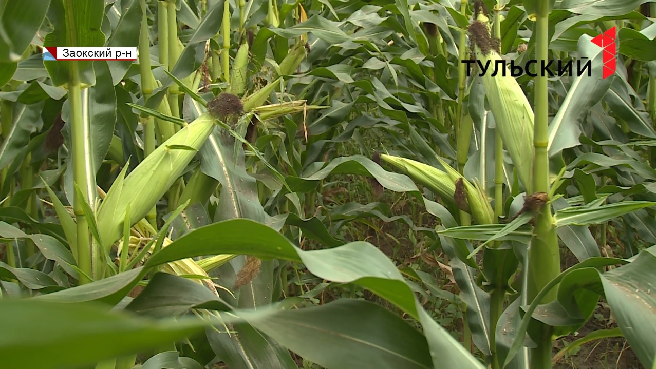 Житель Киреевска украл с поля почти полтонны кукурузы