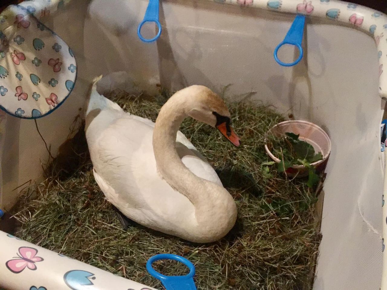Туляки помогли спасти молодого лебедя-шипуна