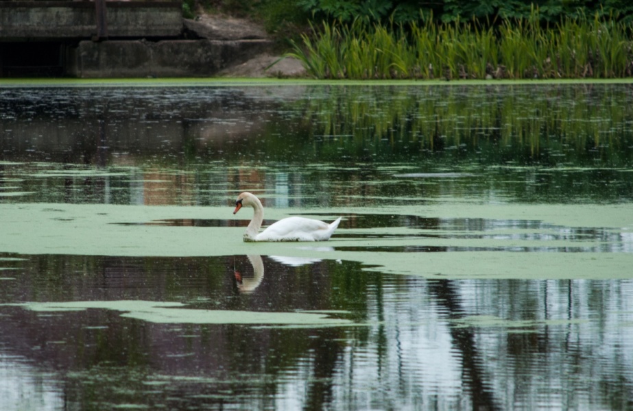 В тульском селе Архангельском на пруду появился белый лебедь