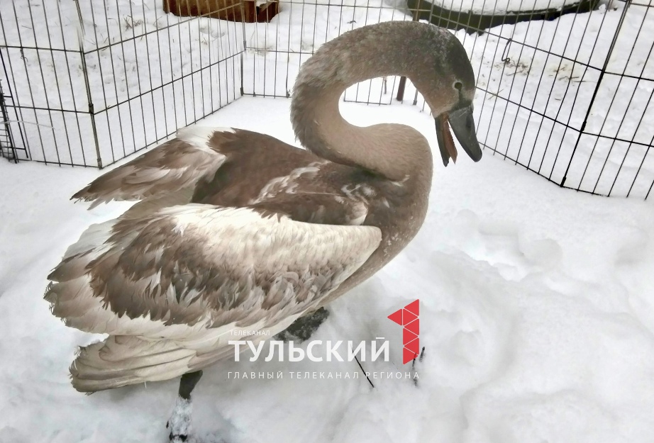 Волонтеры борются за жизнь найденного в Узловой лебедя с множественными переломами