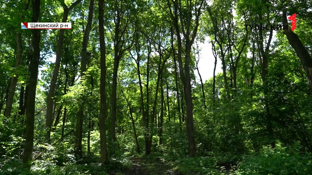 В Тульской области хотят создать три новые зоны для отдыха в лесу