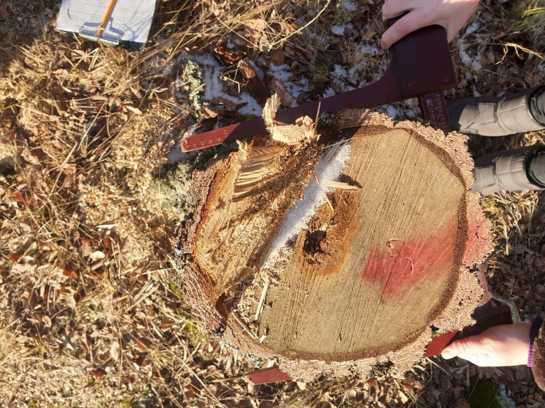 В защитных лесах Заокского района неизвестные вырубили деревья на 150 тысяч рублей