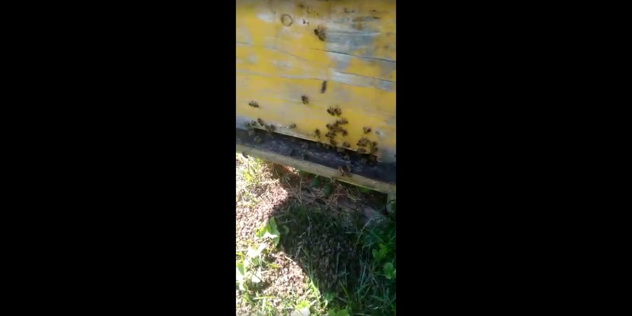 Минсельхоз прокомментировал информацию о массовой гибели пчел в Тульской области