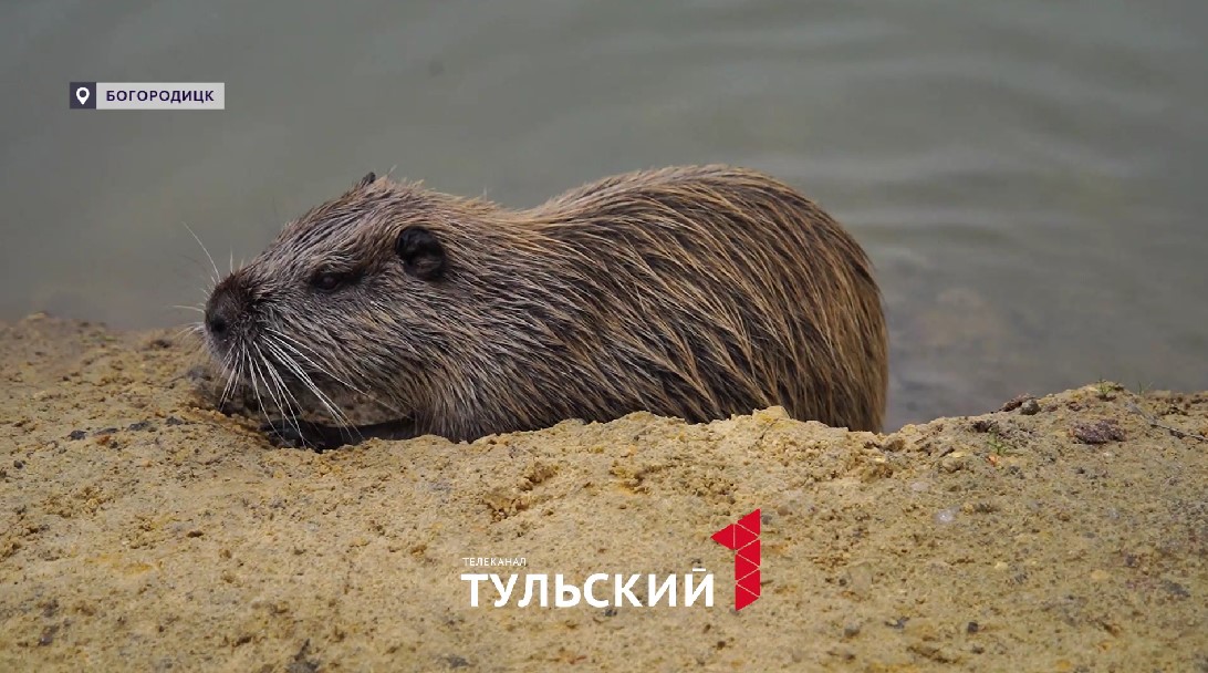 Как устроена нутриевая ферма под Богородицком 