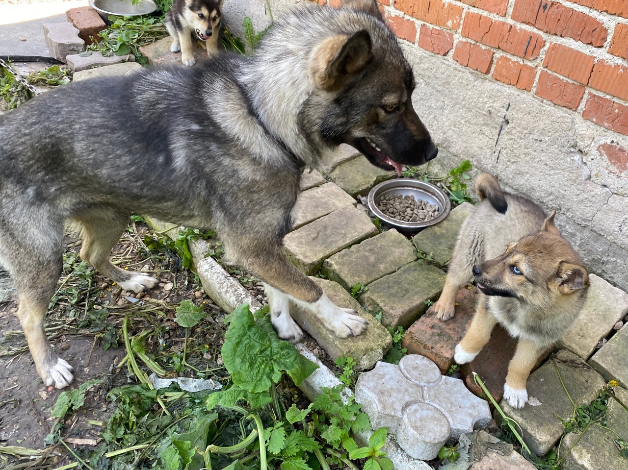 В Туле ищет дом собака-приемная мама восьмерых лисят